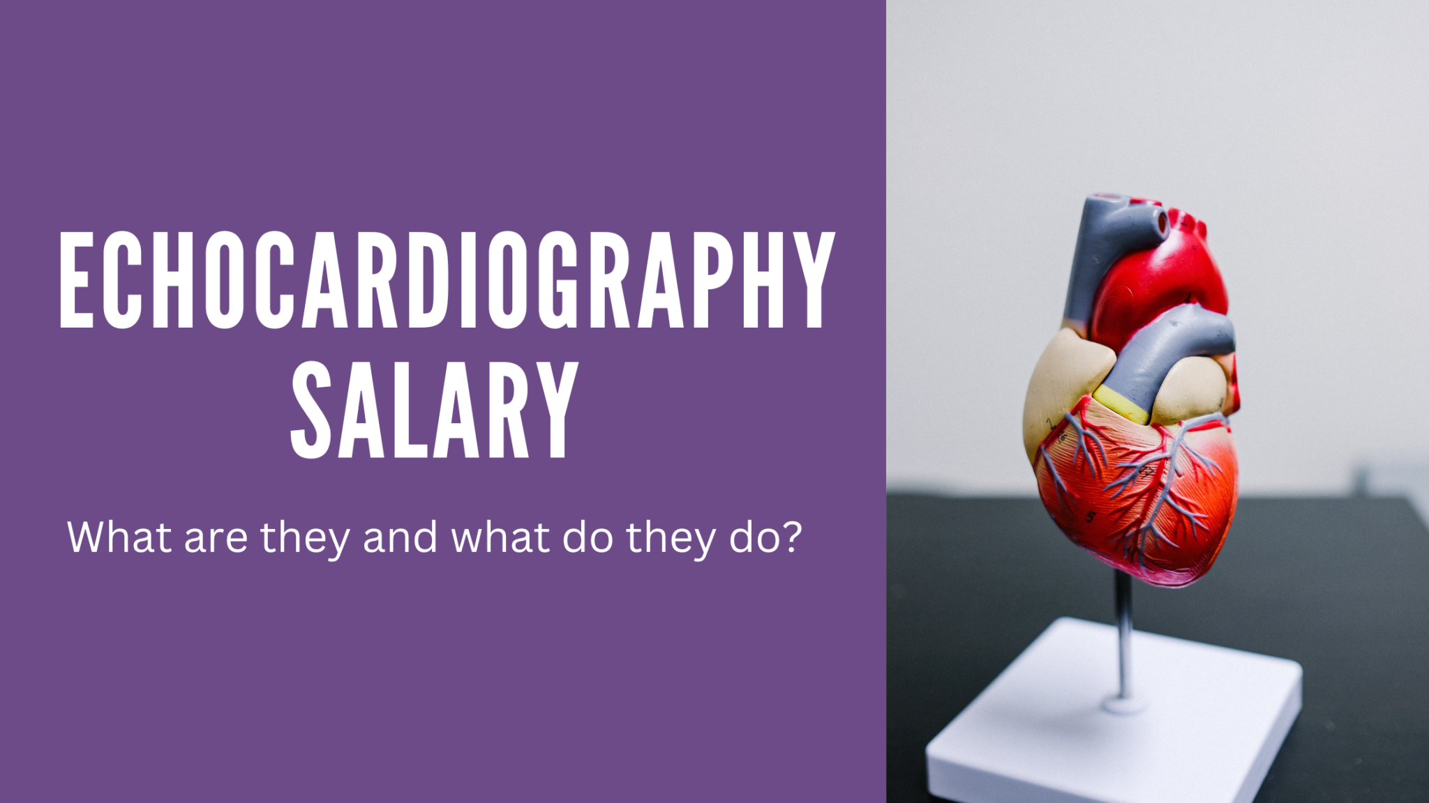Echocardiography Salary 8 Things You Need to Know About in 2022
